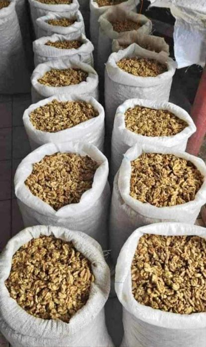 Sâmburi de nuca de cutie