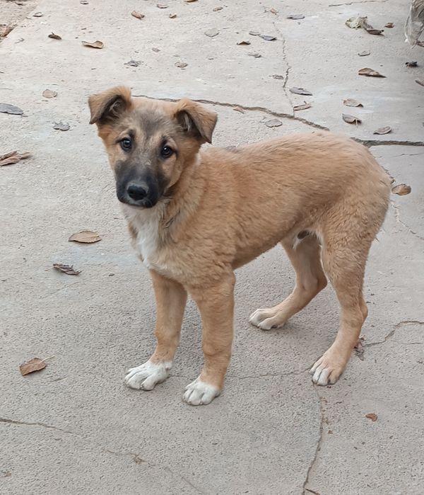 Отдам щенка даром