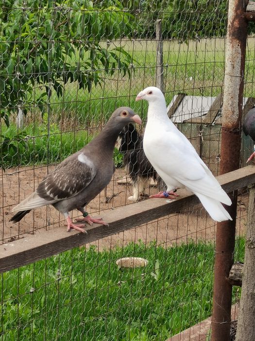 Vând porumbei diferite rase