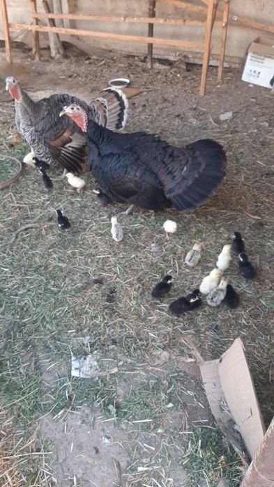 Продам домашнюю индюшку с индюшатами