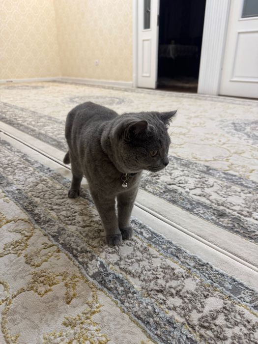 Кошка скоттиш страйт тоза зотдор мушук 1 ёш