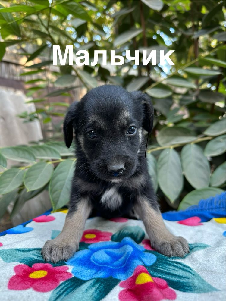 Отдадим щенков в добрые руки