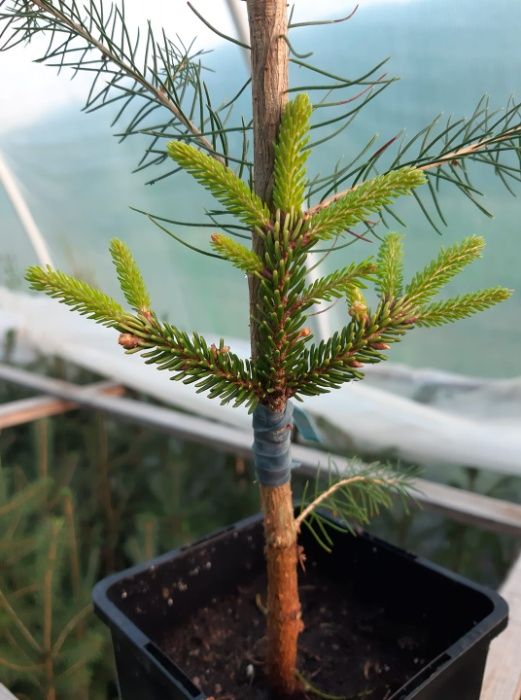 Molid Picea orientalis 'Aureospicata'- muguri galben intens