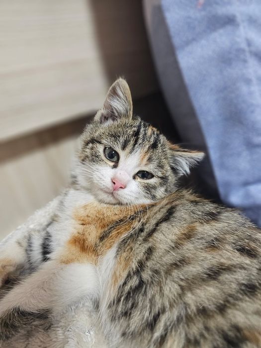 Девочка 3 х цветка, возраст 1,5 месяца. Лоток 5+. Звоните скорее