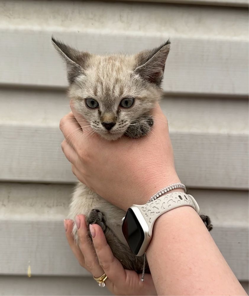 Котенок в добрые руки