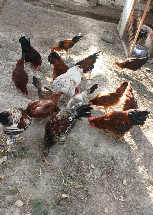 Товуклар сотилади