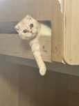 котенок вислоухий, 3,5 месяца+переноска,2 миски,пара игрушек и лежанок