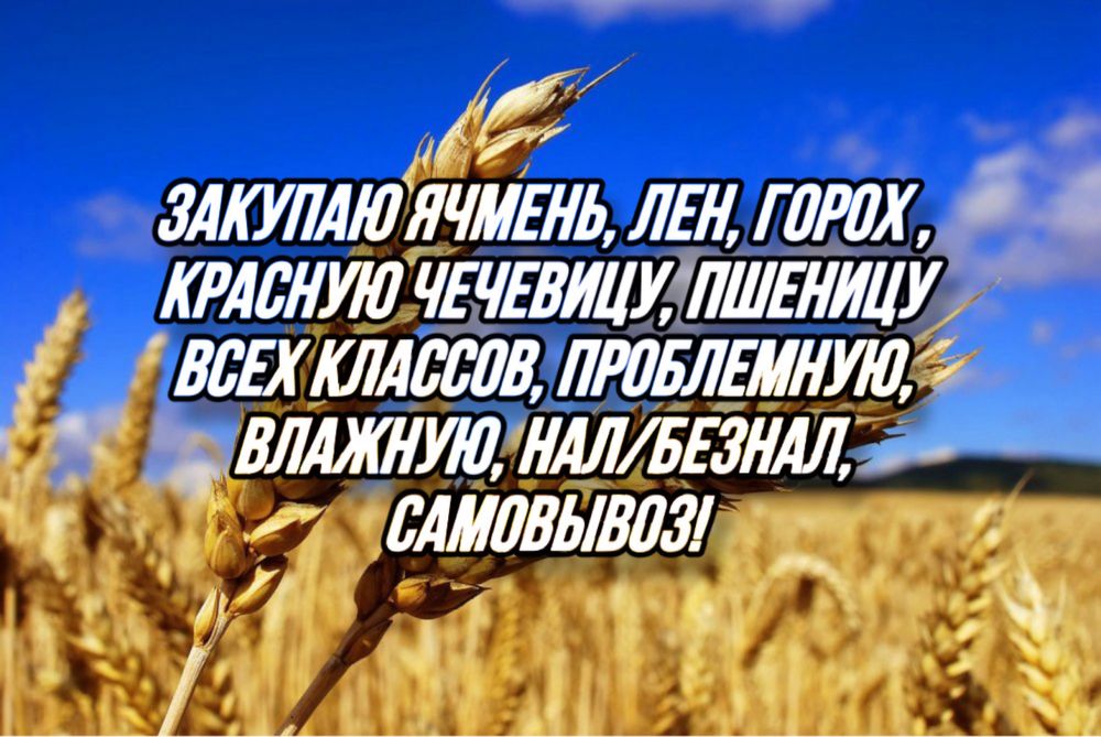 Принимаю Пшеницу 3,4,5 класса