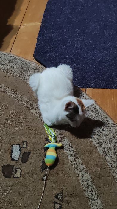 Pisicuța caută stăpân