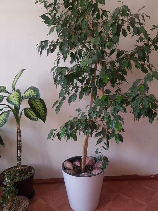 Комнатные растения