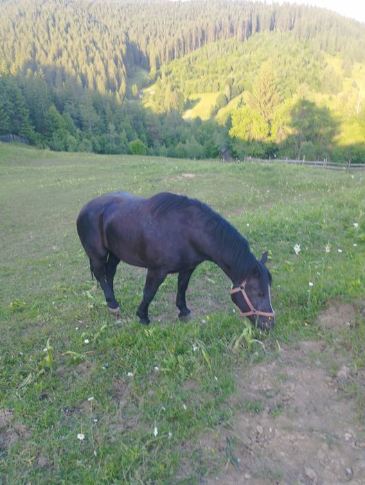 Iepe gestante de vanzare