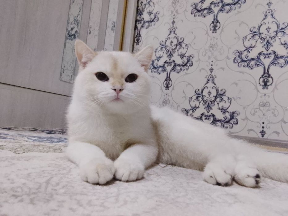 Мушукчамиз сотилади