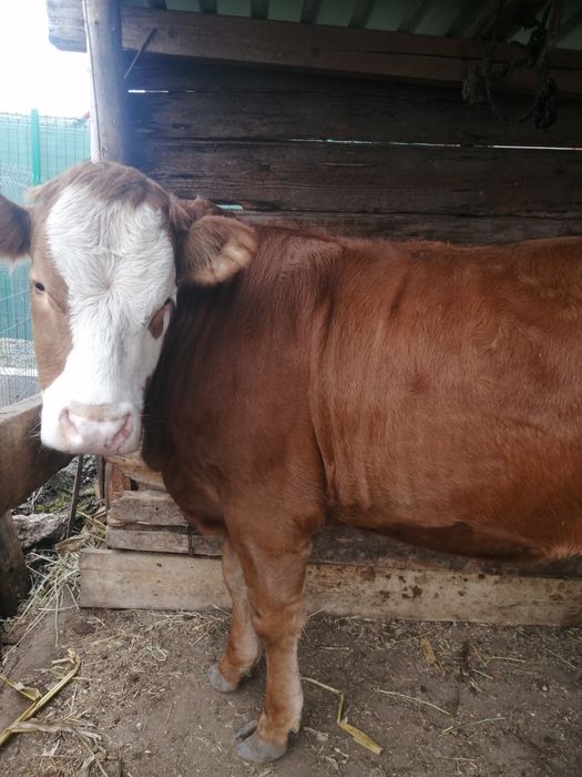 junca baltata românească