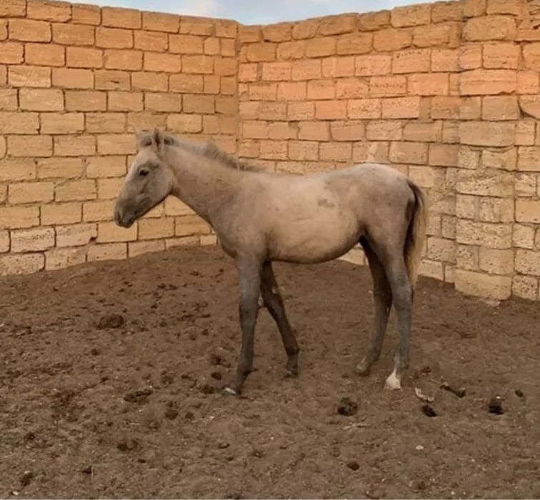 Жабағылар сатылады