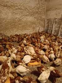 Продам цыплята несушки порода ломан браун курочки 1,5 месячные