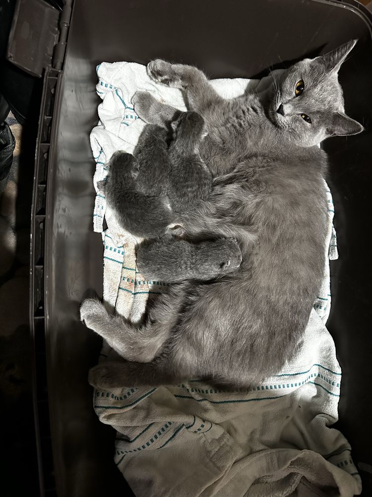 Британские котята