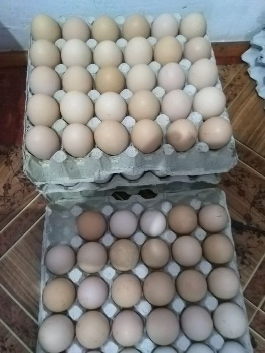 Oua de rață și de găină