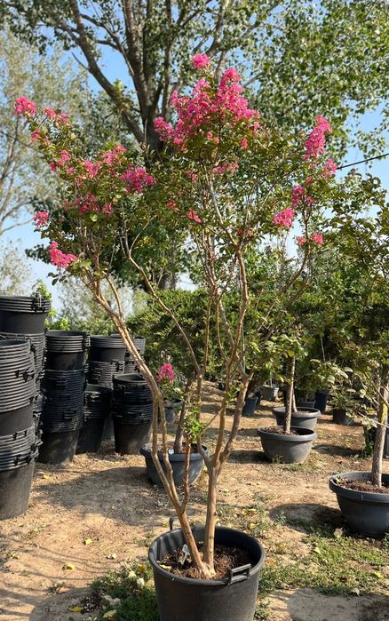 Tuia Platan Arțar Photinia