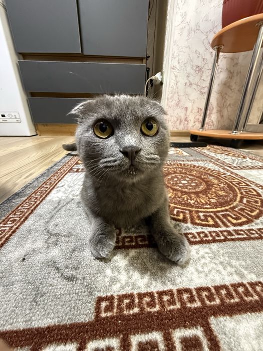 Отдам кота в хорошие руки