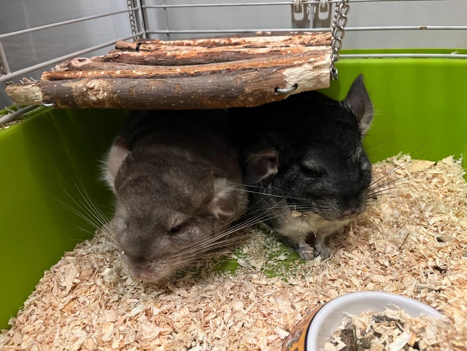 Cuplu de chinchilla/ sinsila/ cincila