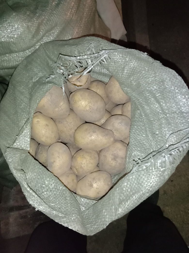 Продам картофель