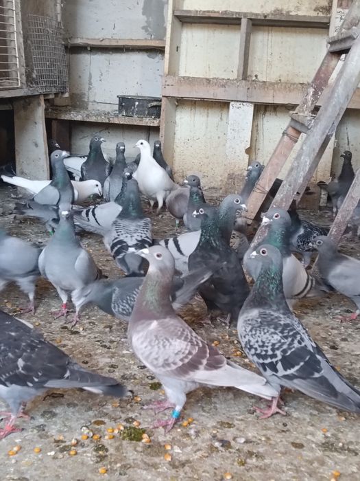 Vând porumbei voiajori pui și bătrâni cu clasări !