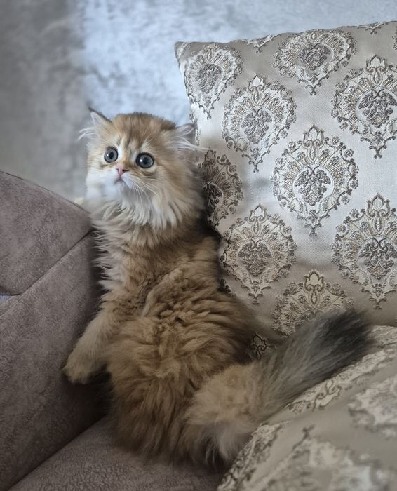 Золотая шиншилла