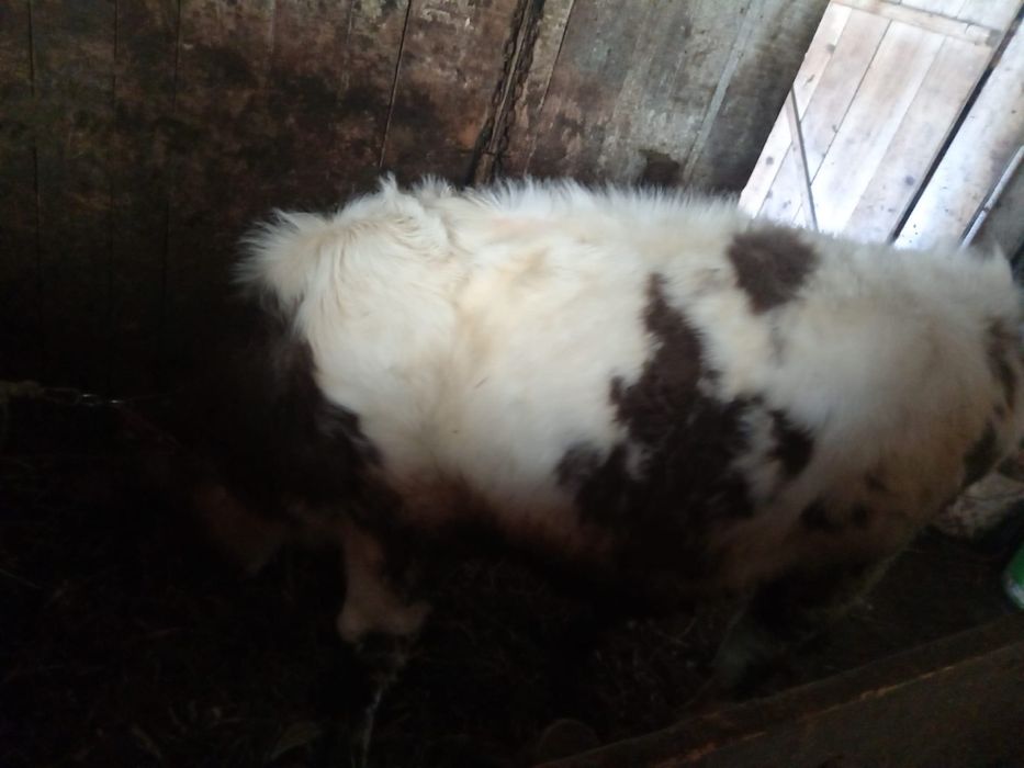 Vand vitel,cresut bine si intretinut are 5 luni !