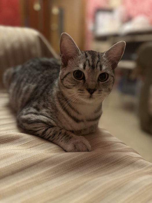 Кошка. Британка.