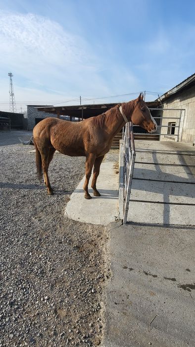 Продам Чистакровного Англичанин