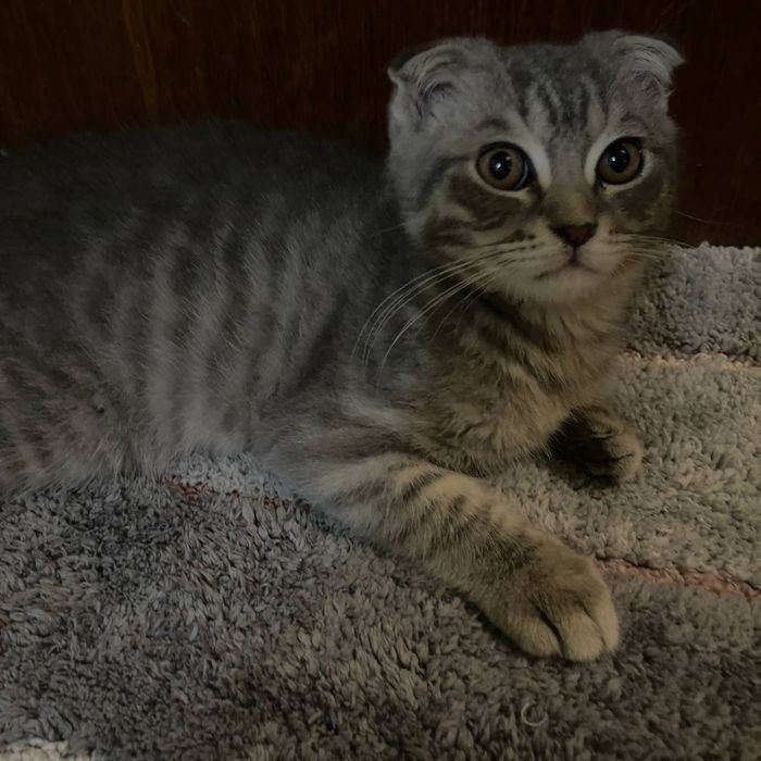 Продаются котята 3 с половиной месяца скотишфулд британцы
