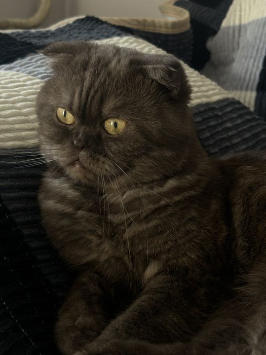 Шотландский вислоухий кот на сутки