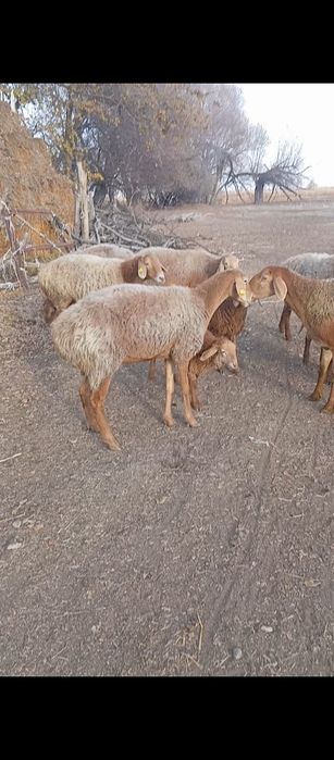 Арашан козылы коилар сатылады