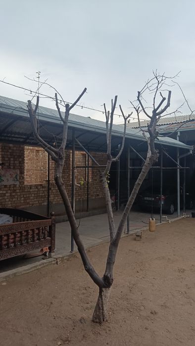 temir naves sotiladi