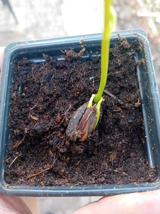 Продавам фиданки Шам фъстък Целогодишно разсаждане!