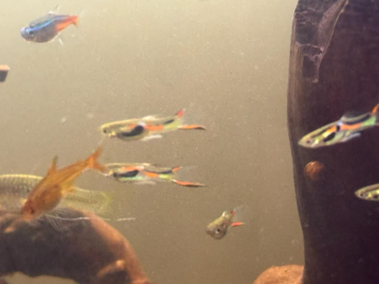 Гуппи Эндлера аквариумная рыбка