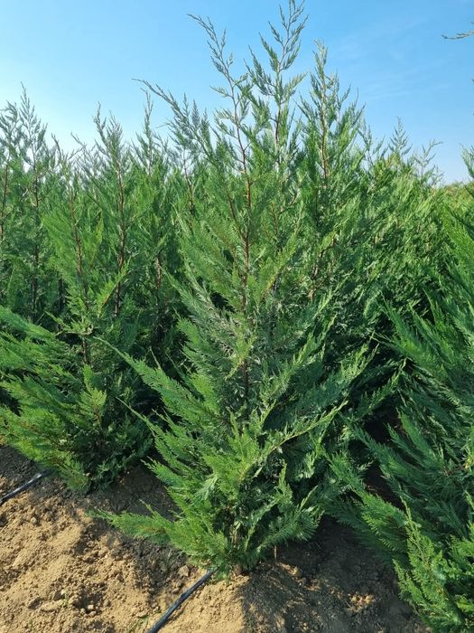 Tuia leylandii super oferta în toata țara