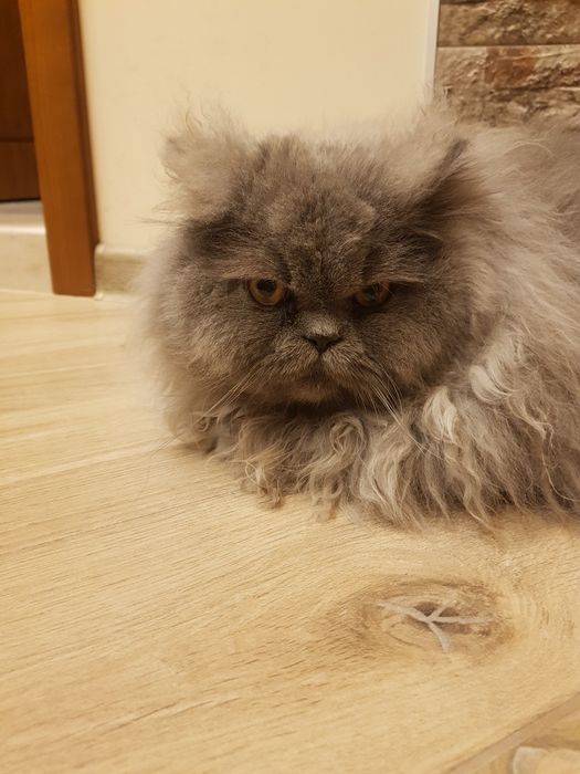 Британски дългокосмест чистокръвен