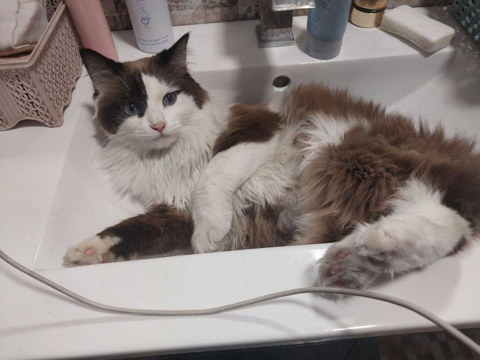 Отдадим кота в добрые руки