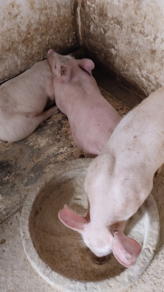 Продавам 12 бр.Прасета българска  бяла.Мъжките са скопени.