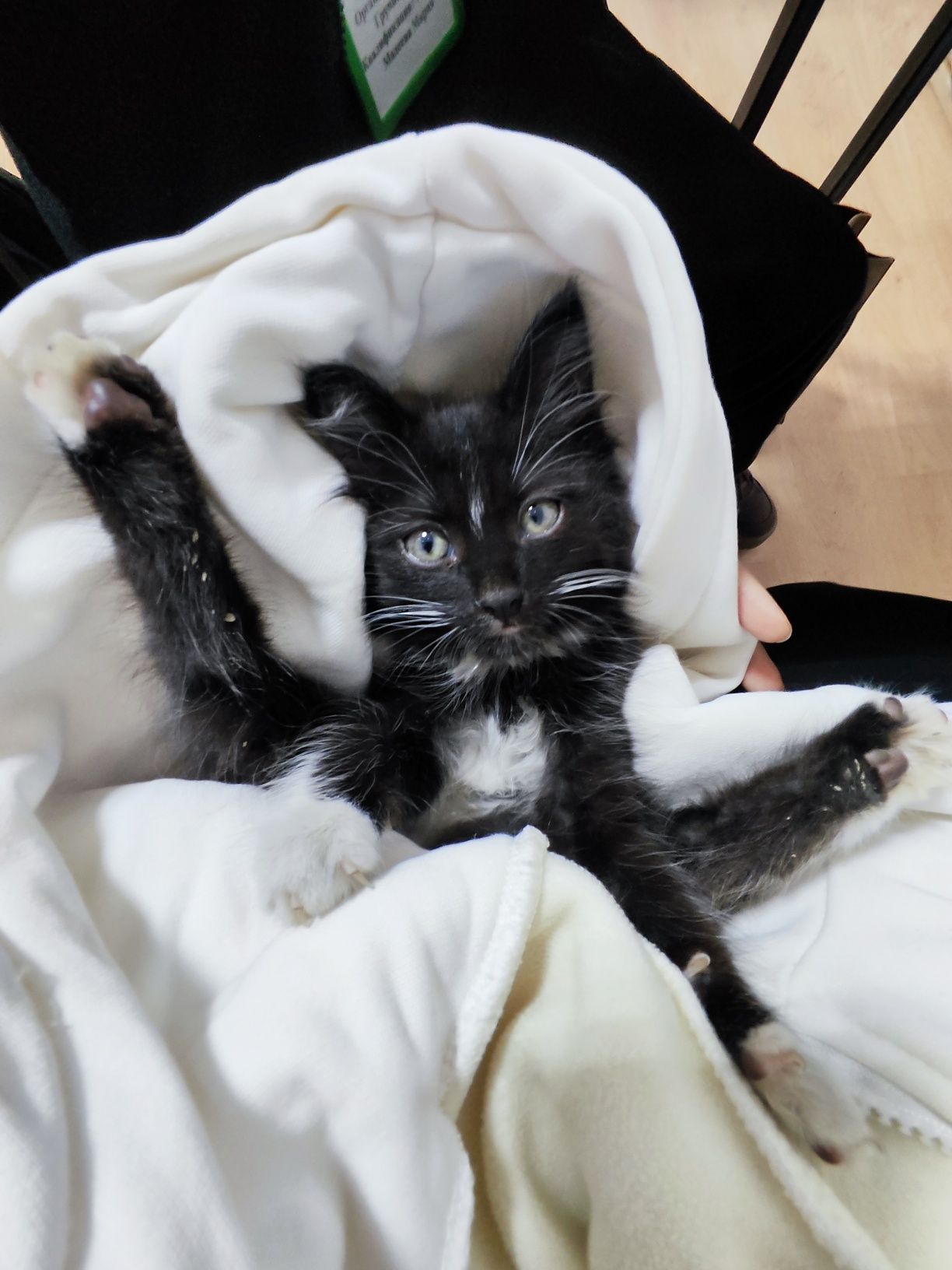 котёнок!  девочка, бесплатно