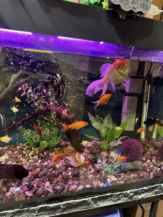 Аквариум фирменный 60 литров, новый. В полном комплекте!