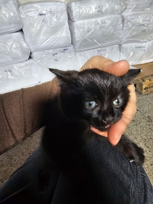 Малко черно котенце