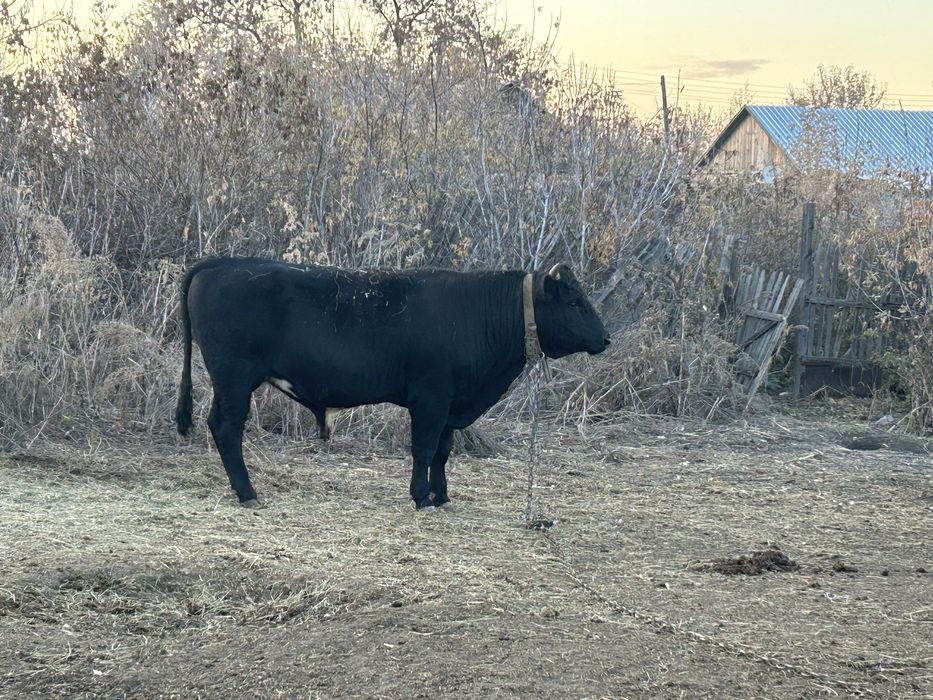 Продам 3 быка  .