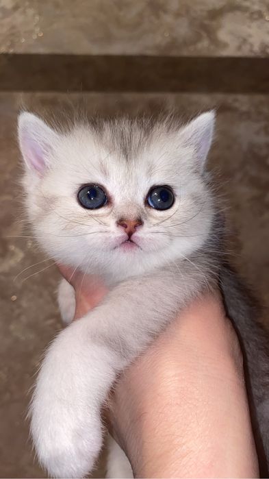 Британская серебристая  шиншилла