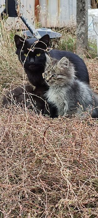 Два хорошеньких котёнка