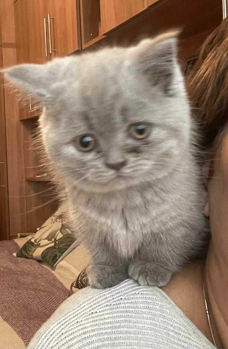 Британски котенца