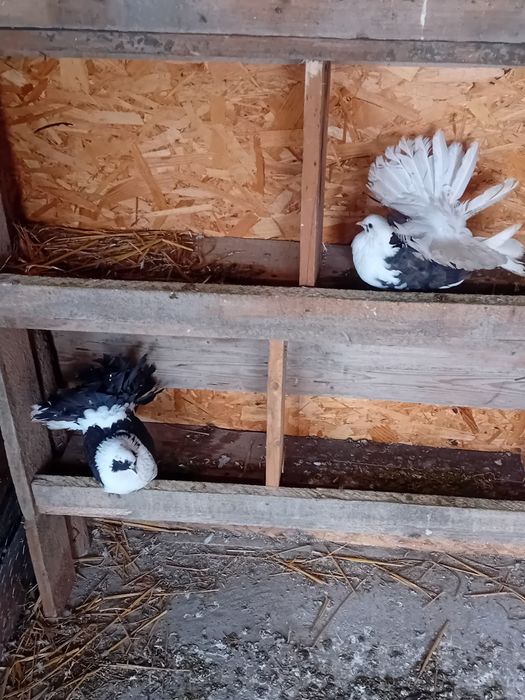 Vand/schimb porumbei