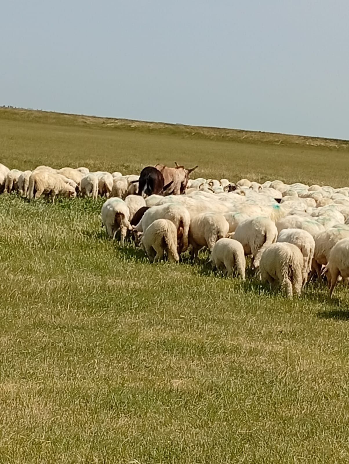 Vând un măgar și o măgăriță sau schimb cu oi de carne !