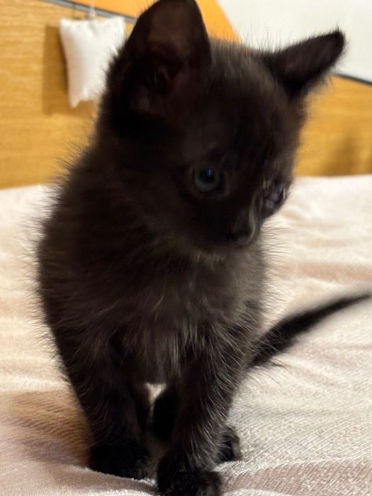 Motanei pentru adoptie